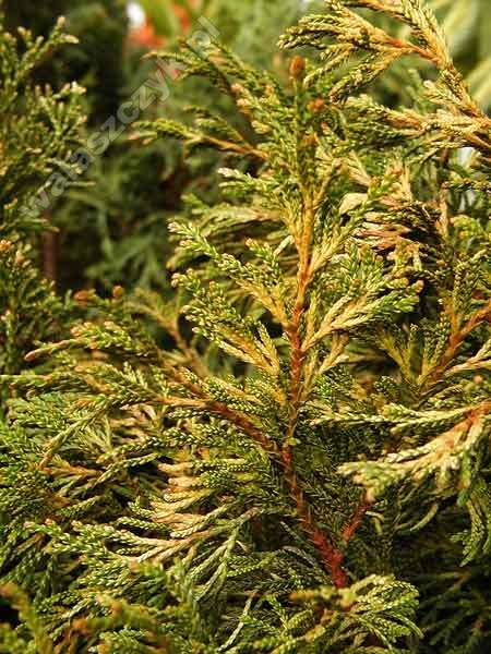 Thuja plicata 'Stonehem Gold' 